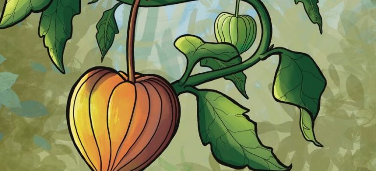 Couverture livre jeunesse