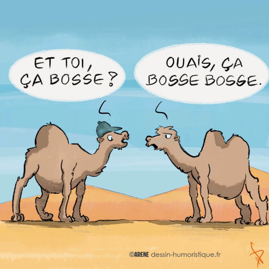 blague chameau